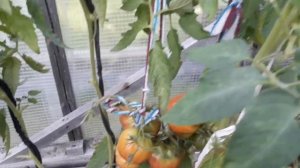 Томаты со вкусом фруктов!Чёрный ананас,Чёрное Сердце Бреда, Арбузные!Теперь они есть и у нас!