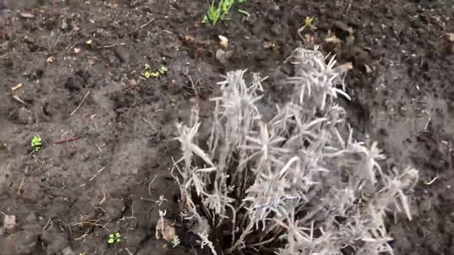 Лаванда трёхлетняя обрезка весной мой опыт выращивания лаванды на даче