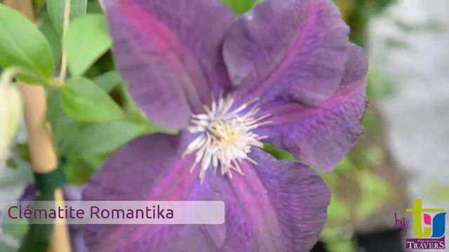 Clématite Romantika - Pépinières TRAVERS - Spécialiste des plantes grimpantes смотреть онлайн