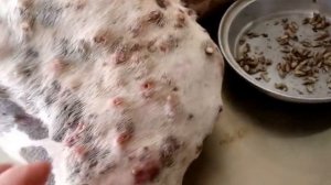Удаление личинок овода у крупной собаки