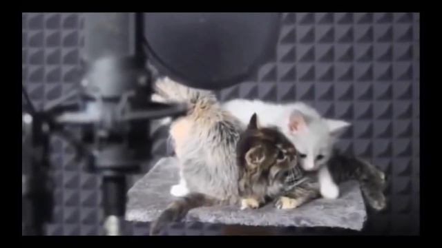 2 песни которые пели котята |Тимошка Б.С. смотреть онлайн