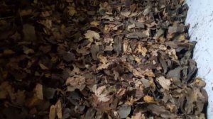 Подстилка для кур. Листья грецкого ореха