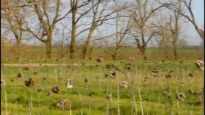 Стоит ли Гнать Комбайн Косить Подсолнух