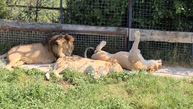 Красавец лев всем львицам оказывает внимание) Тайган смотреть онлайн