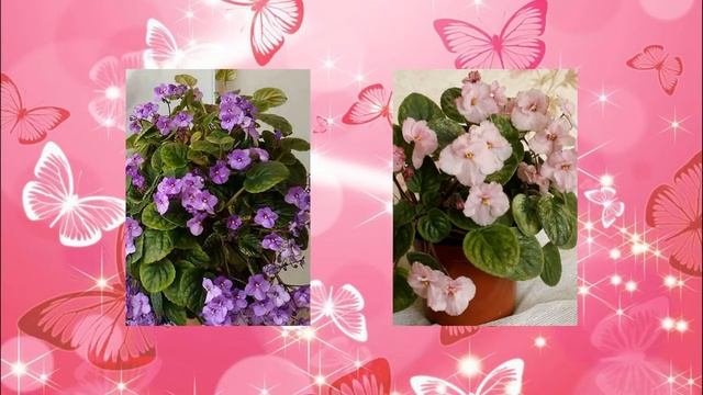 Презентация фиалок Андреевой Натальи. смотреть онлайн