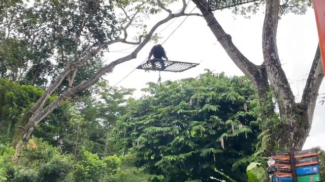 Singapore Zoo Tram Ride | Singapore Zoo Full Tour from Station 1 to Station 4 4K HD смотреть онлайн