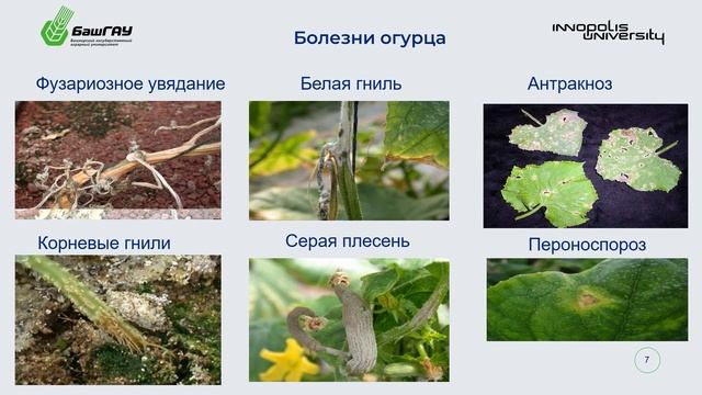 12.9.1 Неделя 5(09) Инновационные технологии возделывания огурца, зеленные культуры