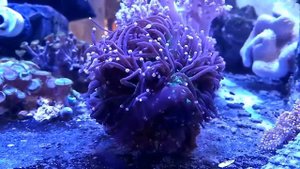 Факельная эуфилия