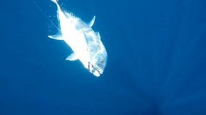 Рыбалка и отдых на острове Мадагаскар с Royal Safari