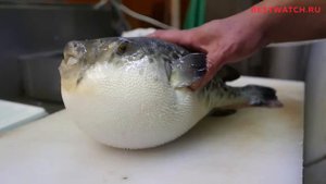 Обзор на часы Citizen: история, интересные факты, новинки 2023