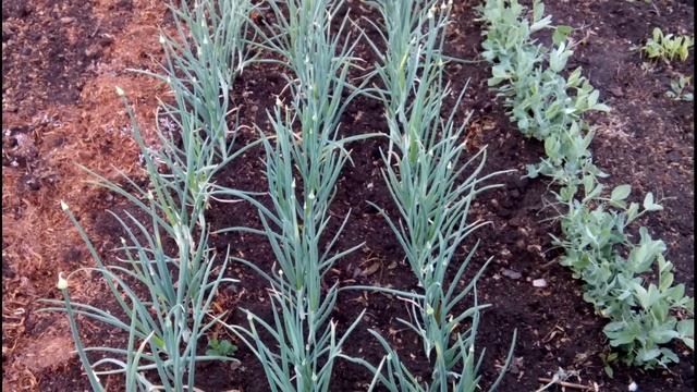 МОЙ ОГОРОД. УЗКИЕ ГРЯДКИ. 27.05.17//Весенние работы смотреть онлайн