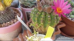 Мы Цветем!♡Эхинопсис.Эхеверия.Эупфорбиа.Цереус.