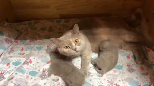 Маленькие котята