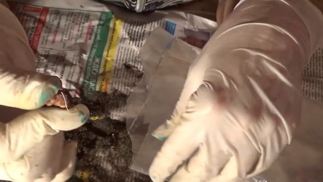 Что делать в январе с посадочным материалом многолетних цветов, хранящихся в холодильнике??? смотреть онлайн