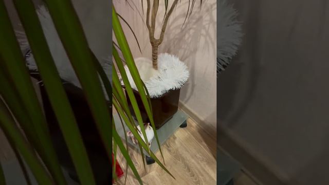 Бедная драцена)