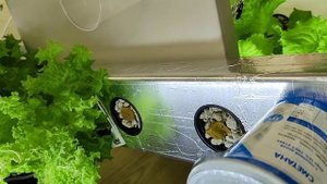 ?Гидропоника дома? Выращиваю зелень на кухне. Часть №2
