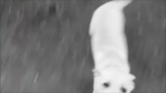 Лабрадор Max гуляет :D смотреть онлайн