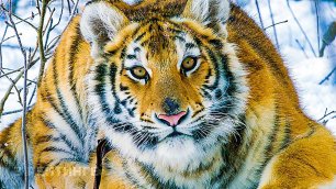 Мой тигр -- Русский трейлер -- Фильм 2022(1080P_HD)