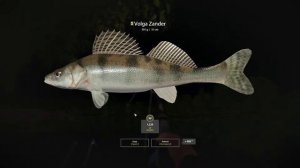 Volga Zander TROPHY FINALLY!!!!! | Russian Fishing 4 | April 25 2022