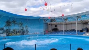 Дельфинарий Феодосия сентябрь 2024