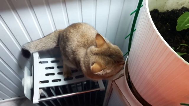 Сальвиа Дивинорум ( Salvia Divinorum ) Шалфей Предсказателей смотреть онлайн