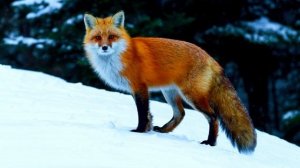 Станиславская Г Б  Мир природы  Приспособление животных к зиме