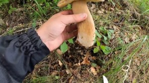 ЛУЧШАЯ ГРИБАЛКА 2023-го ГОДА! ПОЛЯНА БЕЛЫХ ГРИБОВ НЕ ОТПУСКАЛА ГРИБНИКА!