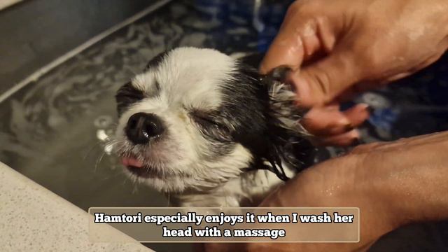 [Dog Behavior] Adorable Chihuahua's Bath Time Escape from Cold Water! 🛁🥶 смотреть онлайн