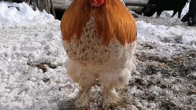 Брама / Такой окраски браму я ещё не видел /Вывел новую породу кур? / Куры и петушок породы брама смотреть онлайн