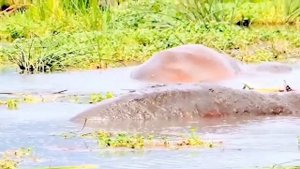 🦓Сафари в Африке : Загадочная Танзания  #сафари #танзания #африка