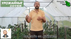 ВОТ ТАК ТОМАТЫ БУДУТ ГОРАЗДО УРОЖАЙНЕЕ! Готовим супер-средство СВОИМИ РУКАМИ!