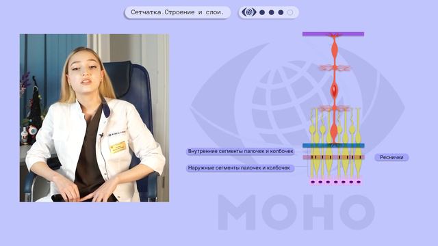 OphthalMONOgy. Сетчатка: строение, функции. смотреть онлайн