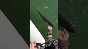 Super Finezza GSFS-7112ML-T На вываживание крупной рыбы.