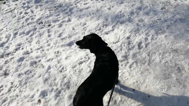 Собака из приюта. Брать или не брать?
