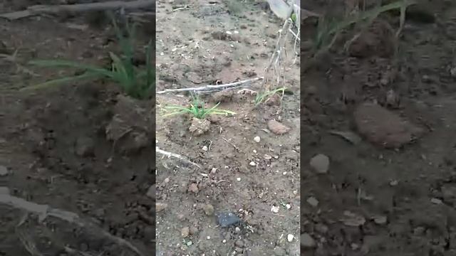 Оставленные в земле головки чеснока смотреть онлайн