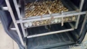 Инкубация перепелов фараон.