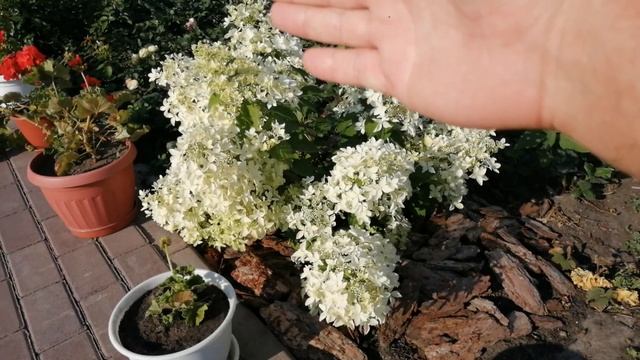 МОИ ГОРТЕНЗИИ .ГОРТЕНЗИЯ МЕТЕЛЬЧАТАЯ ДЕНТЕЛЬ ДЕ ГОРРОН. смотреть онлайн