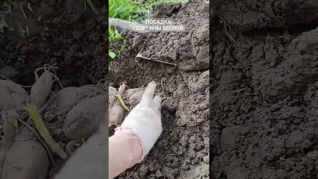 Посадка георгины весной.