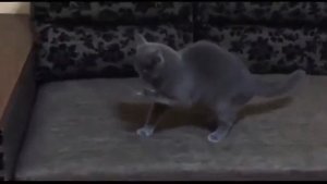 Как отучить кота лазить по столу!