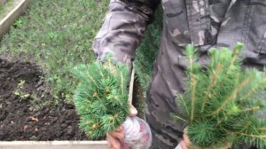 Как отправляются сеянцы и саженцы хвойных с ОКС из интернет магазина питомника "Хвойный дворик"