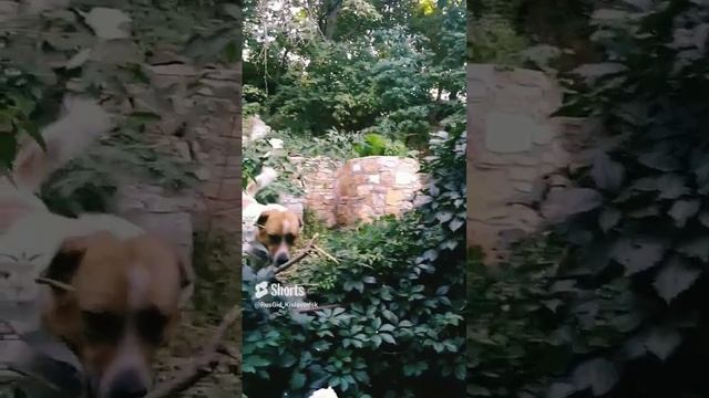наш алабайка- Добрик❤️           похудел летом из за жары?.mp4