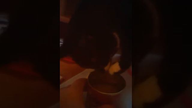 Кошка ест паштет смотреть онлайн