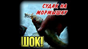 Безмотылка работает! Ловля окуня и судака на мормышку. #shorts