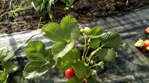 Ранние сорта клубники - #КВИКИ, #БРИЛЛА, #ЭМИ .. Сравним? г. Омск Ферма "Омская Ягода"