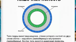 Внутреннее строение гидры. Разнообразие клеток