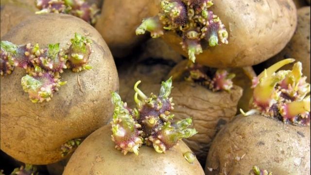 Мой урожай картофеля! Как подготовить картофель к посадке для хорошего урожая! смотреть онлайн