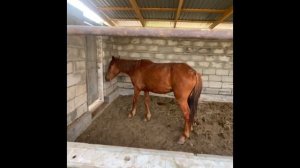 Как откормить лошадь? Как построить сарай? Жылкы бордыкылау