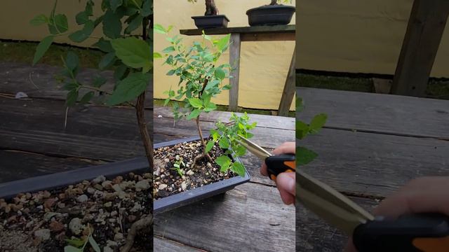 Japanese Spiraea Bonsai quick trim! смотреть онлайн