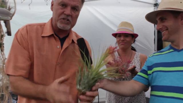 Air Plant Art