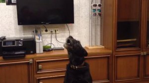 ШОК!!! СОБАКА РЕАЛЬНО ПОЕТ!!!